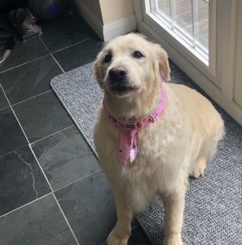 LOS Portfolio section