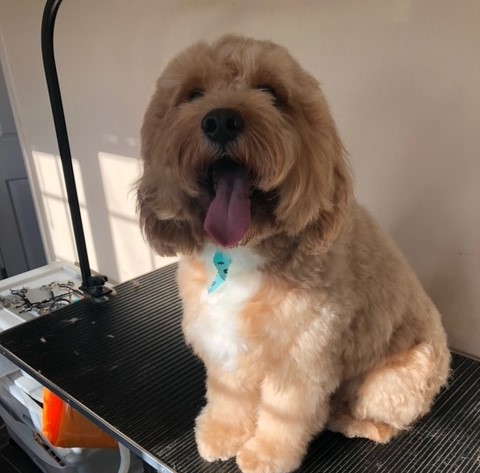 LOS Portfolio section