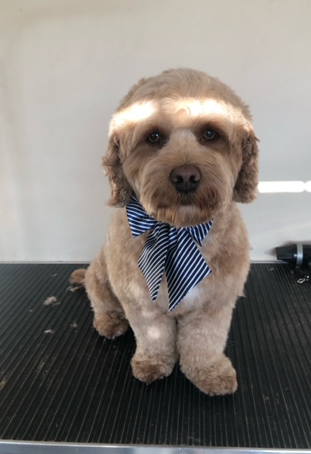 LOS Portfolio section